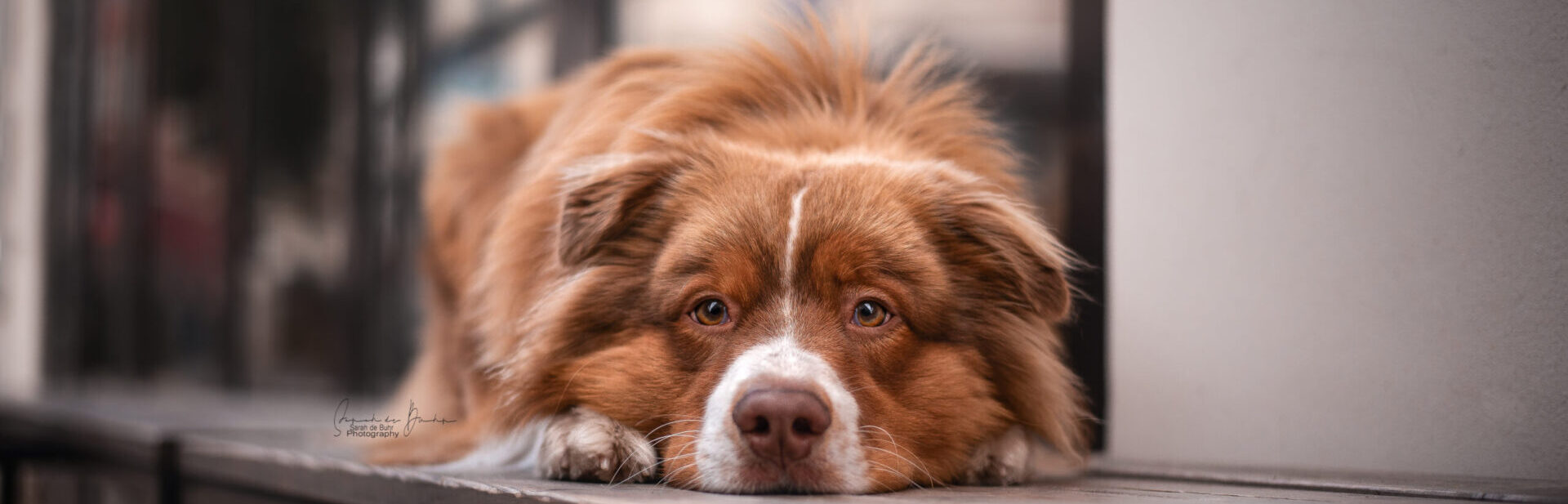 Hundeschule