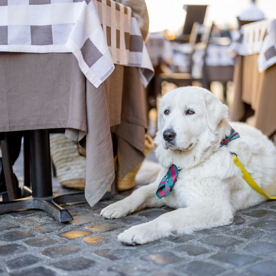 Hundeschule