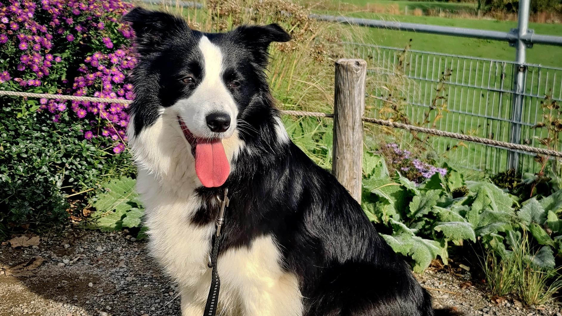 Hundeschule