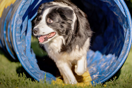 Agility